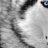 WoLFCLaW